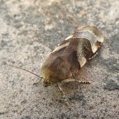 BROAD-BORDERED YELLOW UNDERWING (MALE)