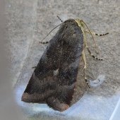 LESSER BROAD-BORDERED YELLOW UNDERWING