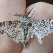 PEPPERED MOTH