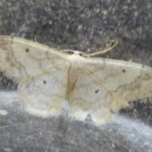 SMALL FAN-FOOTED WAVE