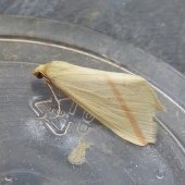 VESTAL