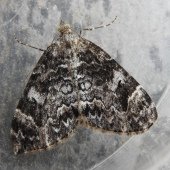 DARK MARBLED CARPET