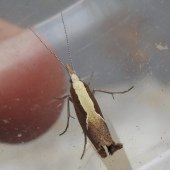 HONEYSUCKLE MOTH