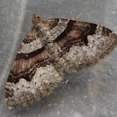 FLAME CARPET