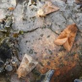 ROSY RUSTIC