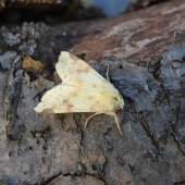 SALLOW