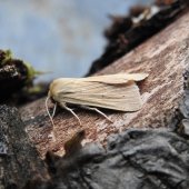 COMMON WAINSCOT