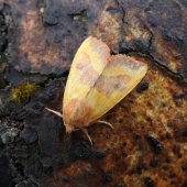 CENTRE-BARRED SALLOW