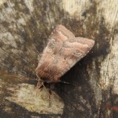 SMALL-SQUARE SPOT