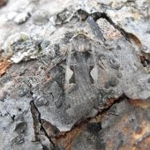 SETACEOUS HEBREW CHARACTER