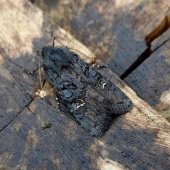 BLACK RUSTIC