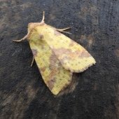 PINK-BARRED SALLOW