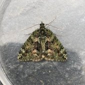 RED-GREEN CARPET
