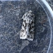 EARLY GREY