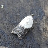 GARDEN ROSE TORTRIX