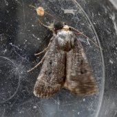 MOUSE MOTH
