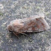 CLOUDED DRAB