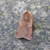 RED CHESTNUT