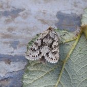 EARLY GREY