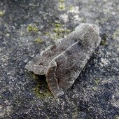 CLOUDED DRAB