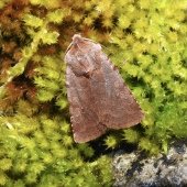 RED CHESTNUT