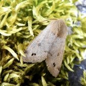 TWIN-SPOTTED QUAKER