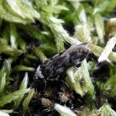 WHITE-SHOULDERED HOUSE MOTH