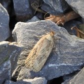PARSNIP MOTH