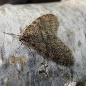 EARLY TOOTH-STRIPED
