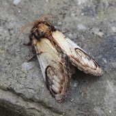 PEBBLE PROMINENT