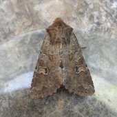 RUSTIC SHOULDER-KNOT