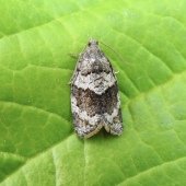 SYNDEMIS MUSCULANA