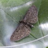 WHITE-SPOTTED PUG