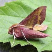 SMALL ELEPHANT HAWK MOTH