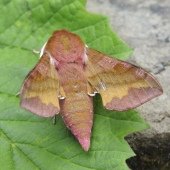 SMALL ELEPHANT HAWK MOTH