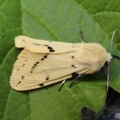 BUFF ERMINE