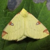 BRIMSTONE