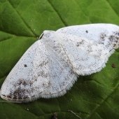 CLOUDED SILVER