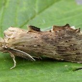 PALE PROMINENT