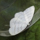 COMMON WHITE WAVE