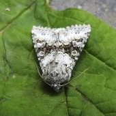 BROAD-BARRED WHITE