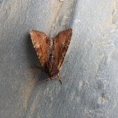 Screen-Shot-2019-06-01-at-18.54.32