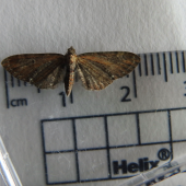 Screen-Shot-2019-06-01-at-18.54.46