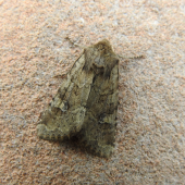 Screen-Shot-2019-06-01-at-18.55.18