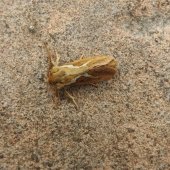 COMMON SWIFT