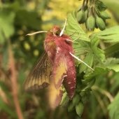 SMALL ELEPHANT HAWKMOTH