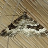 GARDEN CARPET