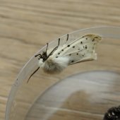 WHITE ERMINE