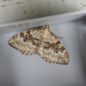 SILVER-GROUND CARPET