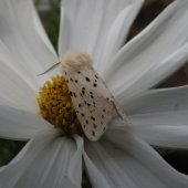 WHITE ERMINE
